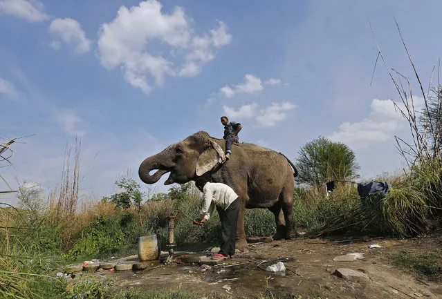 An elephant drinks water from a hand pump as his mahout watches on the banks of the river Yamuna in New Delhi, March 17, 2015. (Photo by Adnan Abidi/Reuters)