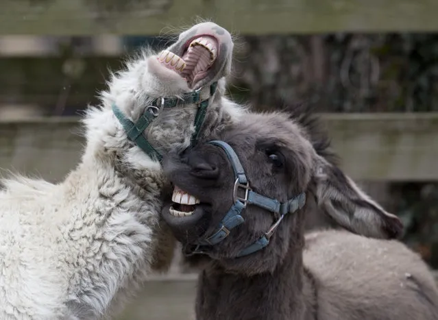 Miniature Mediterranean donkeys play in their enclosure in the Kids' Farm at the Smithsonian's National Zoological Park, Saturday, March 28, 2015, in Washington. (Photo by Carolyn Kaster/AP Photo)