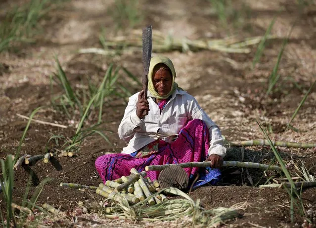 Parubai Govind Pawar, a 55-year-old female worker cuts sugarcane in a field in Degaon village in Solapur district in the western state of Maharashtra, India, December 18, 2015. India's prime minister held a late night meeting with food and farm officials last week to address falling agricultural output and rising prices, and traders warn the country will soon be a net buyer of some key commodities for the first time in years. (Photo by Danish Siddiqui/Reuters)