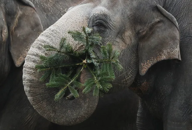 An elephant munches on discarded Christmas trees at the Zoo Berlin zoo on January 3, 2017 in Berlin, Germany. The elephants tear off the branches, often using a foot to press the tree down.  (Photo by Sean Gallup/Getty Images)