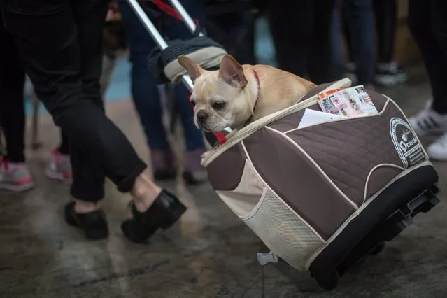 A visitor pulls a dog pram carrying a French bulldog during the Hong Kong Pet Show in Hong Kong, China, 20 February 2016. The show runs through 21 February. (Photo by Jerome Favre/EPA)