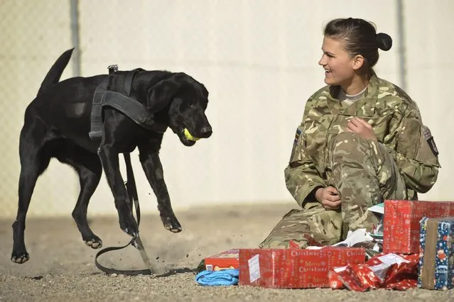 Military dog Hazel is delighted with her present from her handler Private Zina Saunders in Afghanistan. (Photo by Ben Birchall/PA Wire)