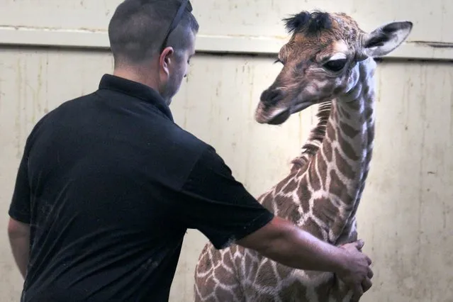 Newborn giraffe “Dolly” with Luke Weatherhead, curator at Southwick Zoo in Mendon, Massachusetts on August 8, 2021. At two weeks of age she is nearly 6 feet tall and weighs close to 150 pounds. (Photo by Betsey Brewer/AP Photo)