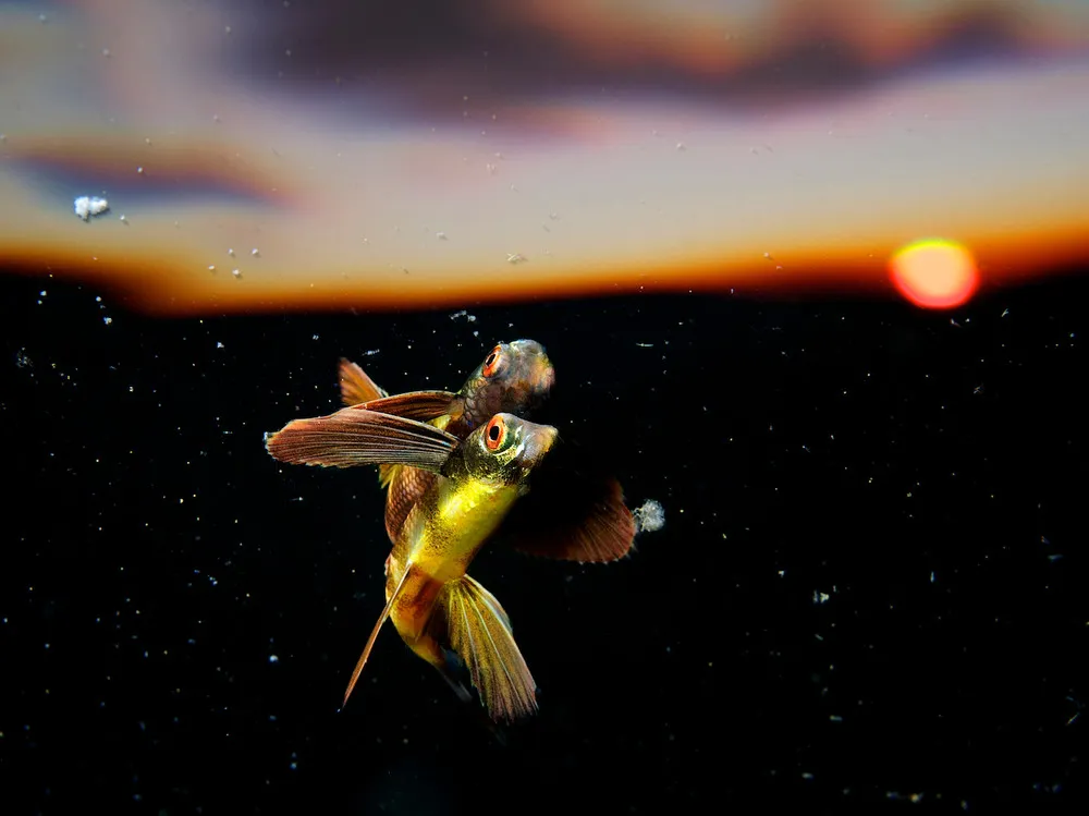 Sony World Photography Awards 2016 Final Shortlist