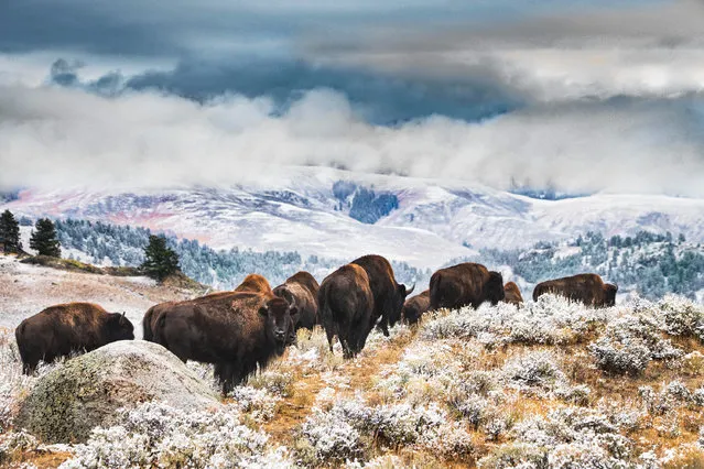 The beautiful photo shows a herd of the majestic bison travelling through frost-kissed heather on the white-tipped mountains of Yellowstone National Park in America after an autumn blizzard on October 19, 2018. Bison are the largest land animal in North America weighing up to 2,200 pounds. (Photo by Jami Bollschweilers/Mercury Press)