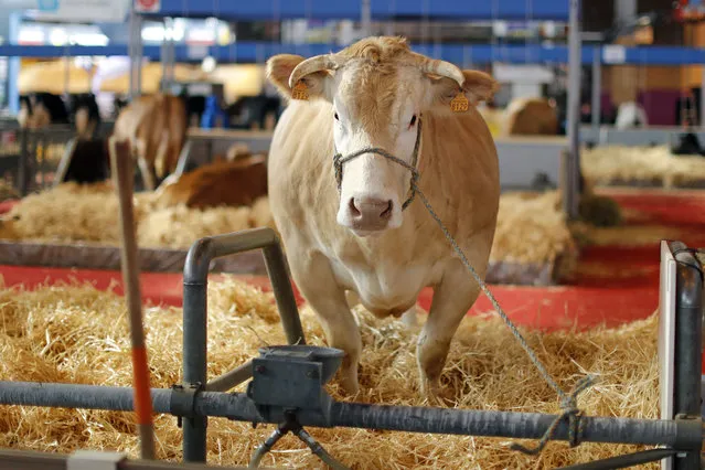 A cow is pictured on the eve of the opening of the International Agricultural Show in Paris, France, February 26, 2016. (Photo by Benoit Tessier/Reuters)