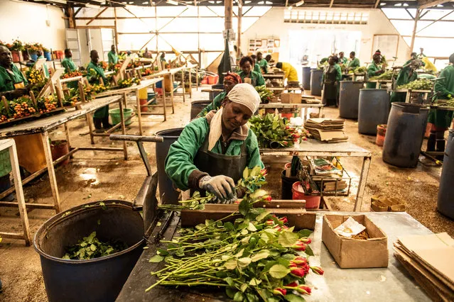 A worker cleans and packages roses at Wildfire Flowers on February 12, 2019 in Naivasha, Kenya. Kenya is the lead third-country supplier of roses to the European Union, where it accounts for 38% of the market share, according to the Kenya Flower Council, an industry group. Approximately 50% of its exported flowers are sold at auctions in the Netherlands, the source of most of Europe’s Valentine’s Day bouquets. Kenya’s floriculture industry earned more than $800 million in 2017, providing employment to over 100,000 people in the country, according to industry data. (Photo by Andrew Renneisen/Getty Images)