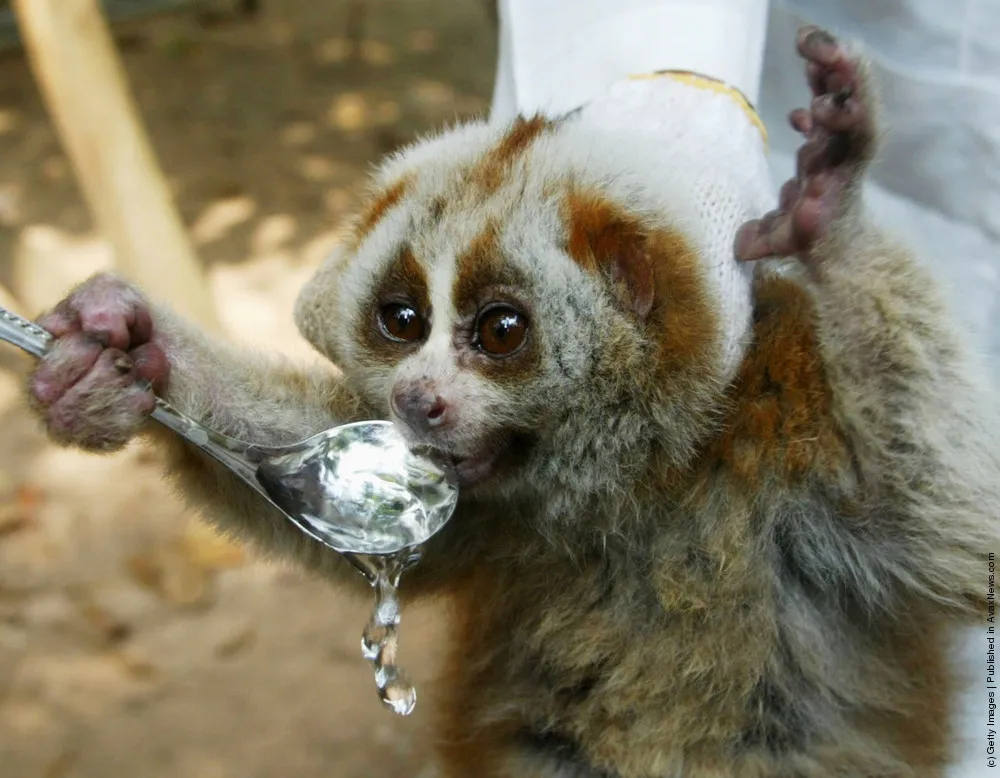 Many-sided China. Workers Save Animals At The Guangdong Wild Animal