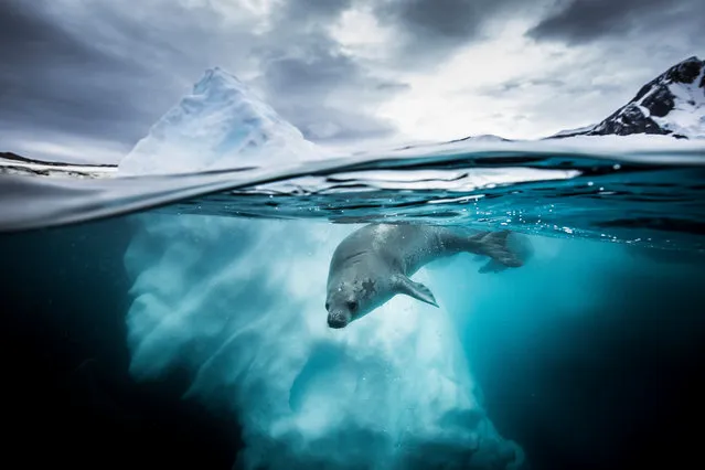 Wide Angle category runner-up. Curious Crabeater by Jessica Farrer (US) taken in Pleneau Bay, Antarctic Peninsula. “As a biologist I have been working with seals for many years and traveling to the Antarctic since 2009. This is a photo from one of my favourite encounters. It was captured on a snowy dramatic day, the sky could not have been more perfect ... There was a group of eight crab-eater seals cavorting around the bergs and they spent the better part of an hour spy hopping, splashing and circling around us. It was one of the most memorable experiences I have had with this species”. (Photo byJessica Farrer/Underwater Photographer of the Year 2019)