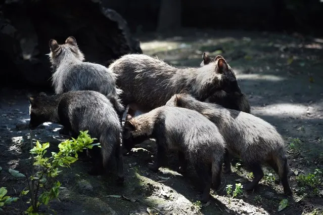 View of a group of raccoon dogs or Tanuki (Nyctereutes procyonoides) at the Chapultpec Zoo in Mexico City on August 06, 2015. (Photo by Alfredo Estrella/AFP Photo)