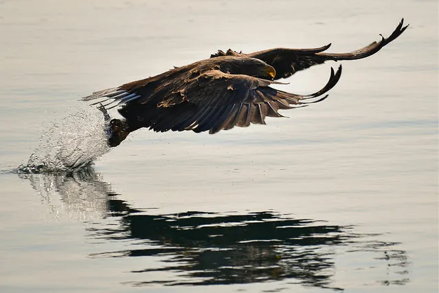 A White-tailed sea eagle spending winter in the ice-free bay of Zolotoy Rog (Golden Horn Bay) in Vladivostok, Russia on February 16, 2019. (Photo by Yuri Smityuk/TASS)