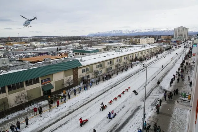 Spectators line 4th Avenue just after the ceremonial starting line of the Iditarod Trail Sled Dog Race to begin the near 1,000-mile (1,600-km) journey through Alaska’s frigid wilderness in downtown Anchorage, Alaska March 5, 2016. (Photo by Nathaniel Wilder/Reuters)