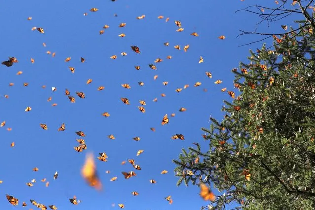 Monarch butterflies fly at the Sierra Chincua butterfly sanctuary in Angangeo, Michoacan state, Mexico on December 3, 2022. (Photo by Raquel Cunha/Reuters)