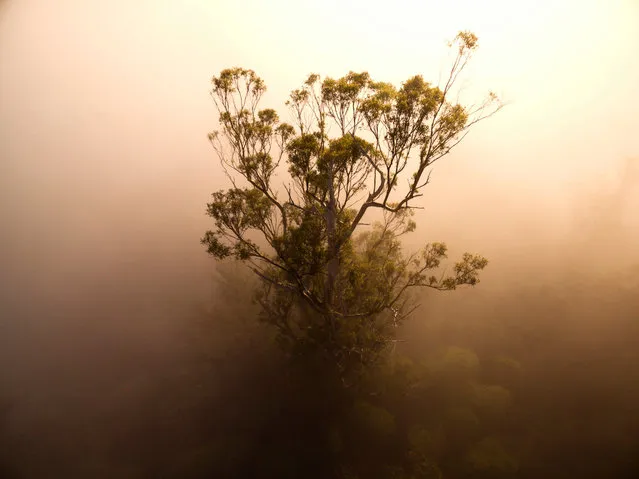 The crown of a eucalyptus regnans pokes through the mist in the Styx valley. “Tasmania has four of the top 10 tallest tree species in the world and is home to the tallest flowering plant in the world at 99.8m”, says Steven Pearce from the Tree Projects. “Wrest Point casino, Hobart’s tallest building, is only 73m high”. (Photo by Steven Pearce/The Tree Projects/The Guardian)