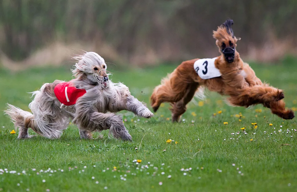 The Week in Pictures: Animals, April 24 – May 1, 2015