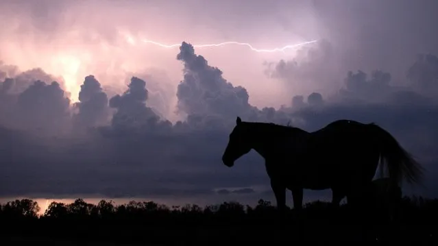 An unattended horse is seen in a lightning storm on September 02, 2021 in Belle Chasse, Louisiana. Many animals throughout Louisiana have been displaced as Hurricane Ida has torn through the Southwest causing massive damage and flooding along the Gulf Coast. Various stores remain closed and services suspended as power throughout New Orleans and its surrounding region is down. Ida made landfall as a Category 4 hurricane on August 29 in Louisiana bringing flooding and immense wind damage. (Photo by Brandon Bell/Getty Images)