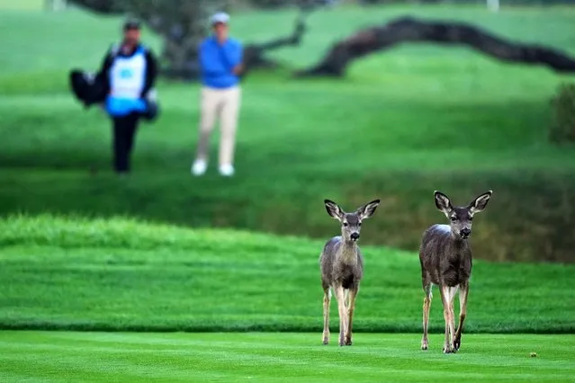Deer walk in front of Christiaan Bezuidenhout as he waits to hit from the second fairway on the Pebble Beach Golf Links during the first round of the AT&T Pebble Beach National Pro-Am golf tournament Thursday, February 1, 2024, in Pebble Beach, Calif. (Photo by Ryan Sun/AP Photo)