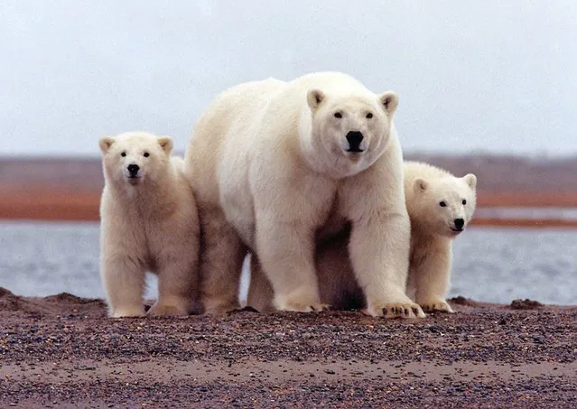A polar bear keeps close to her young along the Beaufort Sea coast in Arctic National Wildlife Refuge, Alaska in a March 6, 2007 handout photo. (Photo by Susanne Miller/Reuters/US Fish and Wildlife Service)