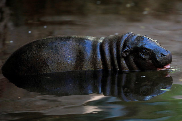 Nimba, a five-month-old baby female pygmy hippopotamus (Choeropsis liberiensis), swims in the enclosure at Bioparc Fuengirola in Fuengirola, near Malaga, southern Spain, February 8, 2017. (Photo by Jon Nazca/Reuters)