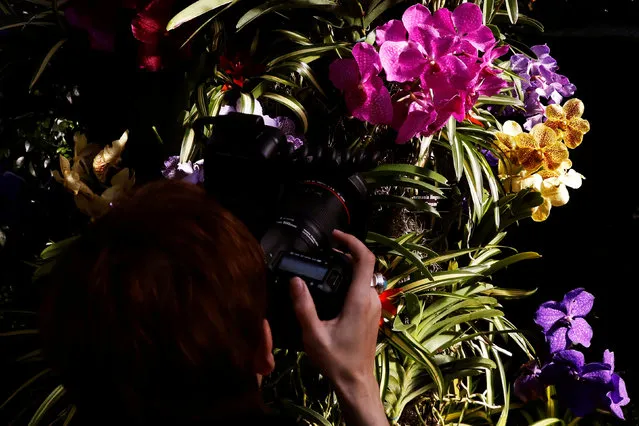 A guest photographs a display during the annual Orchid Show at the New York Botanical Garden in the Bronx, New York, U.S., February 16, 2017. (Photo by Brendan McDermid/Reuters)
