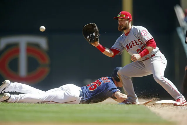 Minnesota Twins' Max Kepler,left, drives safely back to first base as Los Angeles Angels first baseman Jared Walsh, making his major league debut, awaits the ball in a baseball game Wednesday, May 15, 2019, in Minneapolis. (Photo by Jim Mone/AP Photo)