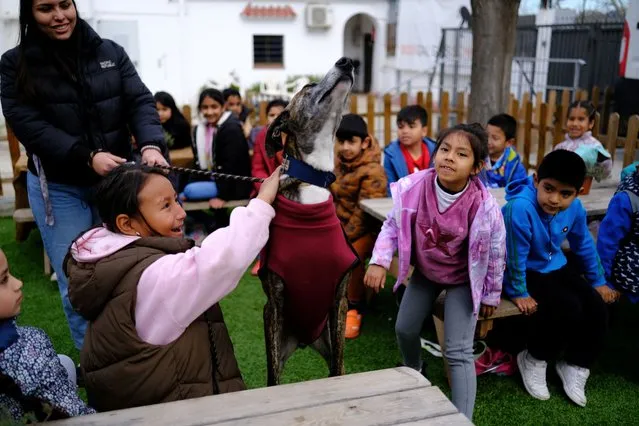 Students of the Joan Maragall school, interact with a Greyhound during a visit to the SOS Galgos (Greyhounds) shelter, which conducts workshops based on empathy and compassion for students on the outskirts of Barcelona, Spain, on February 26, 2024. (Photo by Nacho Doce/Reuters)
