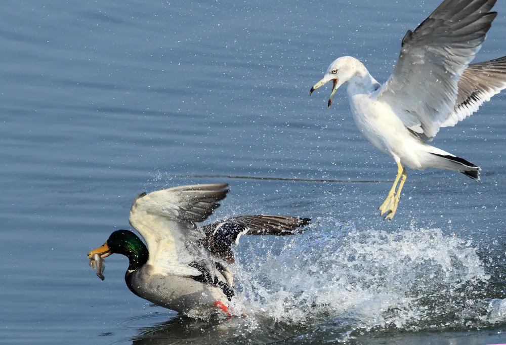 The Week in Pictures: Animals, March 15 – March 21, 2014