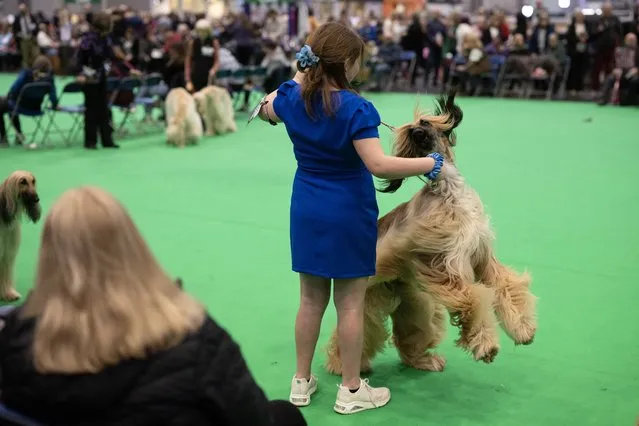 An Afghan hound is judged on the last day of the Crufts dog show at the National Exhibition Centre in Birmingham, central England, on March 10, 2024. (Photo by Oli Scarff/AFP Photo)