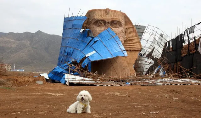 A dog is seen in front of the head of a Sphinx replica, removed from its body, at a theme park which is also a location for the production of movies, television shows and animation shows, on the outskirts of Shijiazhuang, Hebei province, China, April 3, 2016. (Photo by Reuters/Stringer)