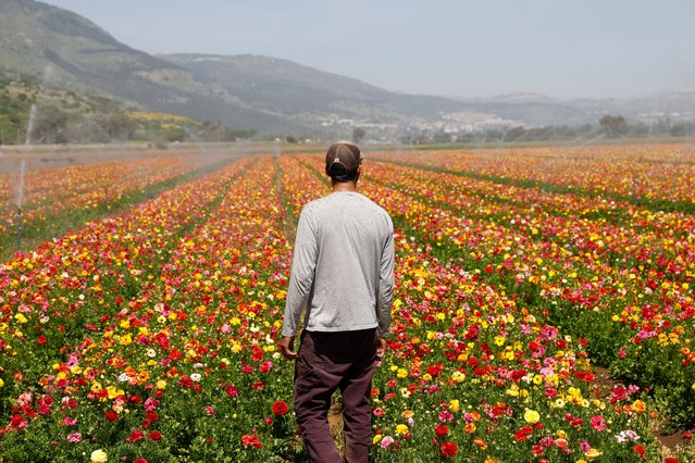 An Israeli farmer tends to his field near Kiryat Shmona in northern Israel near the Lebanon border on April 1, 2024. (Photo by Jalaa Marey/AFP Photo)