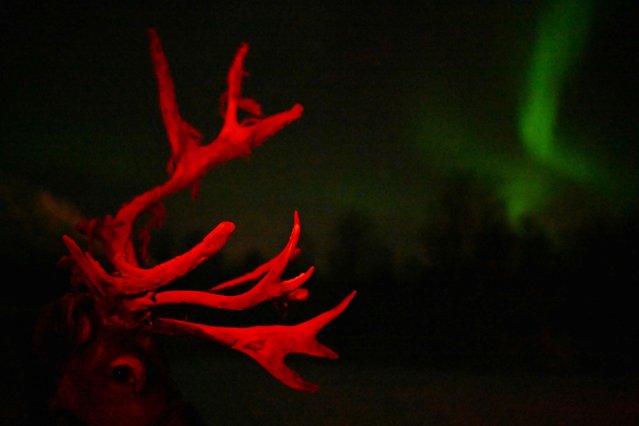 A reindeer is seen in front of the northern lights (aurora borealis) illuminating the sky above a Sami camp outside the village of Breivikeidet near Tromso, Norway, beyond the Arctic Circle on January 1, 2024. (Photo by Sergei Gapon/AFP Photo)