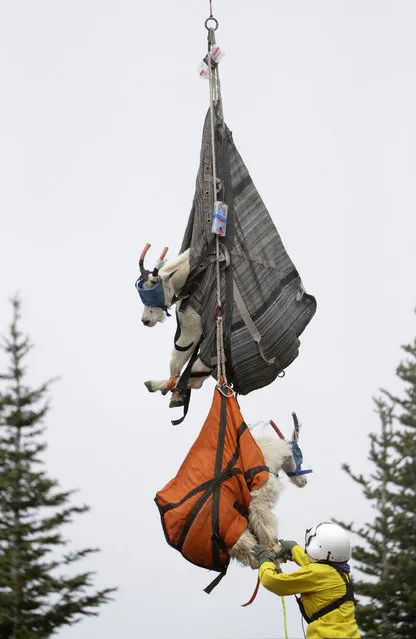 Olympic National Park Wildlife Branch Chief Patti Happe reaches toward a pair of mountain goats, including a billy, top, and a nanny, to settle them on the back of a truck after they were airlifted by helicopter Tuesday, July 9, 2019, to Hurricane Ridge in the park near Port Angeles, Wash. For the second straight summer, mountain goats are flying in Olympic National Park. Officials this week began rounding up the sure-footed but nonnative mammals from remote, rugged parts of the park so they can be relocated into the Cascade Mountains, where they do belong. (Photo by Elaine Thompson/AP Photo)