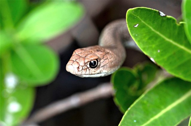 A Montpellier Snake (Malpolon monspessulanus) is seen in a mangrove swamp at Laguna de La Restinga National Park during a guided tour for Russian tourists in Isla Margarita, Nueva Esparta state, Venezuela, on November 24, 2022. Russian tourists find a place to spend their holidays in political ally Venezuela. Since the beginning of the war and due to sanctions, there have been very few places Russians can visit. One of the remaining ones is the Caribbean island of Margarita. (Photo by Yuri Cortez/AFP Photo)