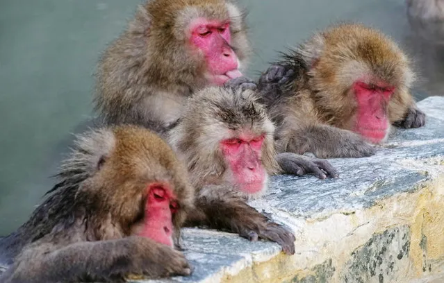 Japanese Macaques, also known as Snow Monkeys, gather to soak in a hot spring at Hakodate Tropical Botanical Garden in Hakodate, on Japan's northernmost main island of Hokkaido January 14, 2022, in this photo taken by Kyodo. (Photo by Kyodo News via Reuters)