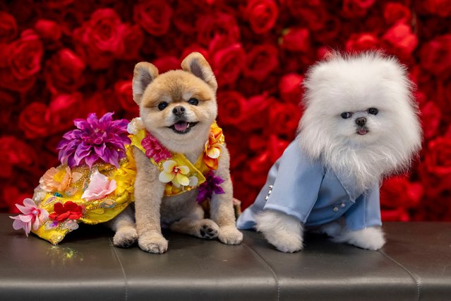 LaLa (L), a Pomeranian dressed as US rapper Nicki Minaj and Fritz, a Pomeranian dressed as British singer Ed Sheeran pose during the “The Pet Gala” at AKC Museum of the dog in New York City on May 20, 2024. The Pet Gala by Anthony Rubio designs recreates outfits from the Met Gala for pets. (Photo by Angela Weiss/AFP Photo)