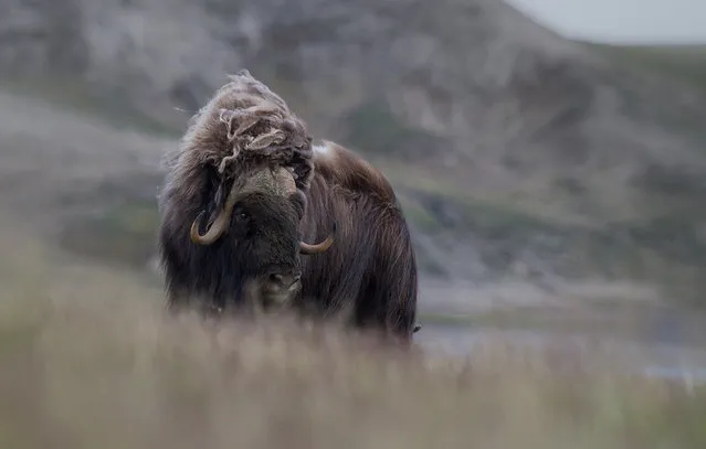 Wild Musk Oxen in Arctic Prairie in Russia