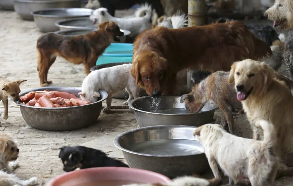 Saving Dogs from the Dinner Plate