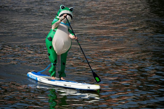 A participant dressed in a frog costume steers a SUP board during a SUP (Stand Up Paddle)-Surfing festival on the Vodootvodny Channel at the Tretyakovsky Bridge in the center of Moscow, Russia, Sunday, July 14, 2024. More than 600 people dressed as fairy-tale characters took part in the SUP festival in Moscow. (Photo by Alexander Zemlianichenko/AP Photo)