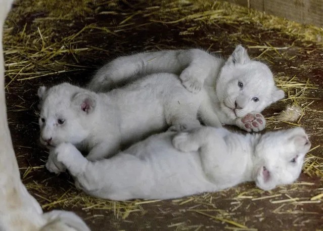 Three newborn white lions are pictured in their enclosure at the zoo in Skopje on April 7, 2022. The Zoo of Skopje is experiencing a “Baby Boom” these days, with the birth of more offspring of different species such as three white lions, lemur and other animal. (Photo by Robert Atanasovski/AFP Photo)