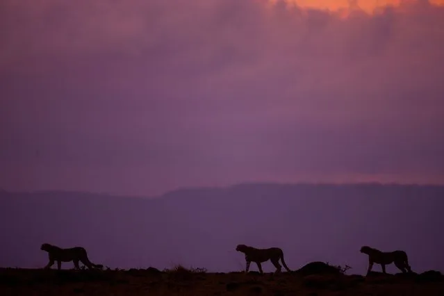 “African Fire”: Three cheetahs at sunset. (Photo by Paul Goldstein/Rex Features)