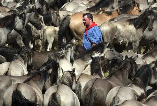 A man takes part in the annual wild horse catch in Duelmen, western Germany on May 27, 2017. (Photo by Henning Kaiser/AFP Photo/DPA)