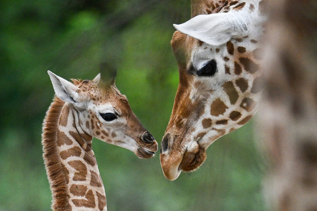 Young giraffe named Emily interacts with her mother in their enclosure during a name-giving event at the Tierpark zoo in Berlin on August 22 2024. (Photo by Ralf Hirschberger/AFP Photo)