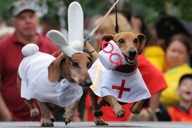 A participant walks dachshunds during a dachshund parade festival in Saint Petersburg, Russia on September 1, 2024. (Photo by Anton Vaganov/Reuters)