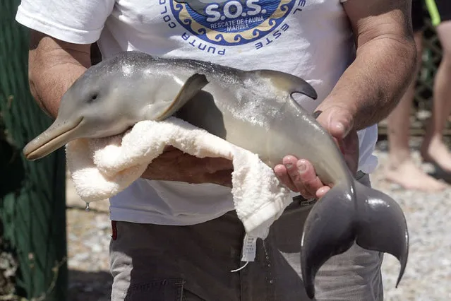 Rescued Baby Dolphin