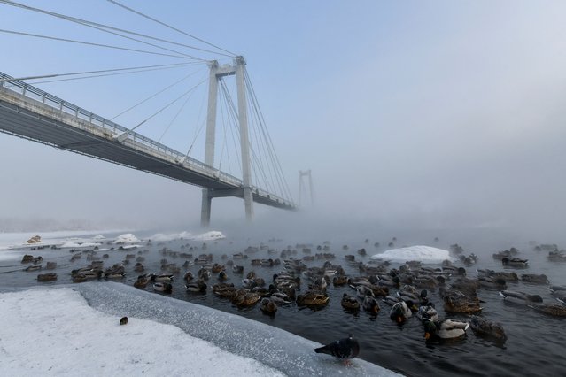 Wild ducks swim in the icy waters of the Yenisei River, as the air temperature plunges as low as minus 35 degrees Celsius (minus 31 degrees Fahrenheit), in the Siberian city of Krasnoyarsk, Russia on December 12, 2023. (Photo by Alexander Manzyuk/Reuters)