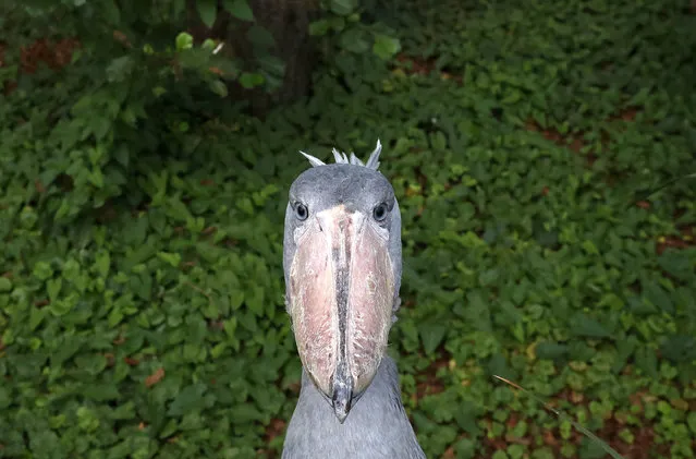 A shoebill called Yapah is seen at the Pairi Daiza wildlife park, a zoo and botanical garden in Brugelette, Belgium on August 2, 2019. (Photo by Yves Herman/Reuters)
