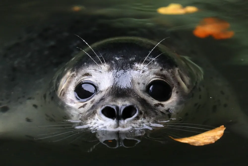 Pictures of the Year 2019, Part 31/44