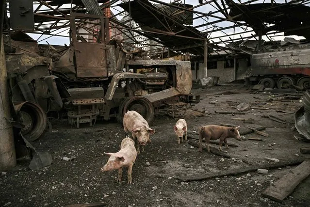 Pigs move around a destroyed agricultural facility in the village of Verkhniokamyanske in the eastern Ukrainian region of Donbas on June 18, 2022, amid the Russian invasion of Ukraine. (Photo by Aris Messinis/AFP Photo)