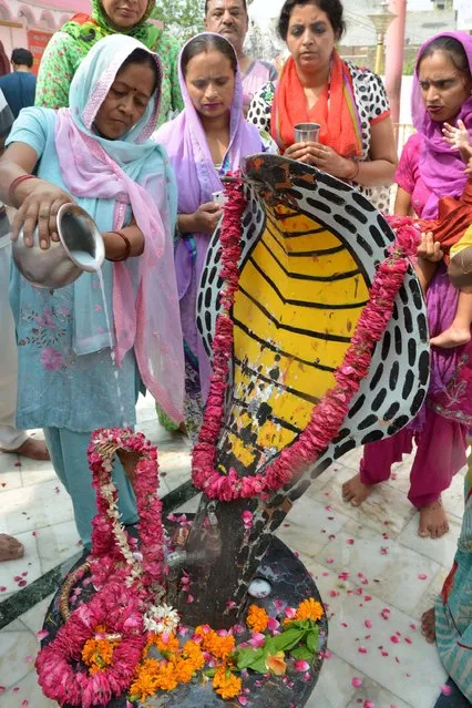This photo taken on July 27, 2017 shows Indian Hindu devotees pouring milk over a statue of a cobra snake during the Nag Panchami festival at a temple in Amritsar. Officially the snake charmers' profession is banned in India, but many in the country offered prayers and milk blessings to cobras and other deadly serpents on July 28 in an annual tribute. The 800,000 charmers and their young apprentices come to the fore for the Nag Panchami festival which dates back several centuries. (Photo by Narinder Nanu/AFP Photo)