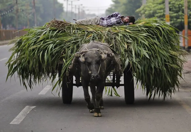 A man lies on a heap of fodder, which was removed from a sugarcane field, on a cart pulled by a bull in Muzaffarnagar in the northern Indian state of Uttar Pradesh July 19, 2014. With this year's monsoon rains several weeks late, the world's second-largest sugar and rice producer is on the verge of widespread drought in the face of a developing Pacific Ocean weather event known as El Nino, which is often associated with drought in South Asia. (Photo by Anindito Mukherjee/Reuters)